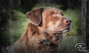 SportDOG Brand NoBark 18 - Waterproof Bark Control Collar with 18 Levels of Shock - Fits Dogs 8 lb. and up