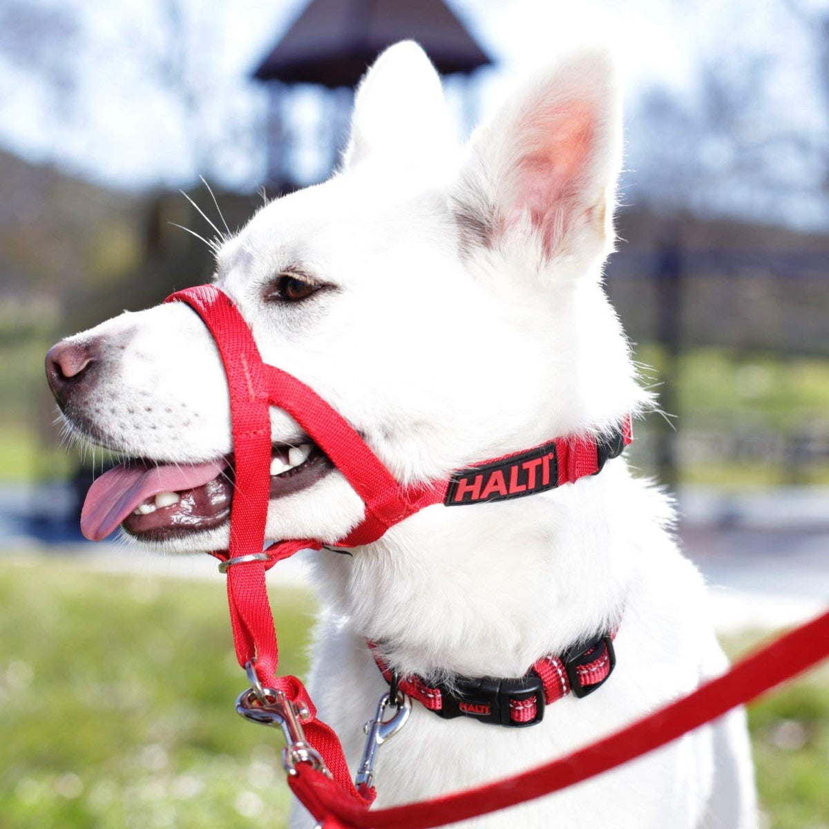 Compagnie des animaux Halti Headclar, taille 2, rouge