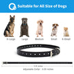 Dog Training Collar