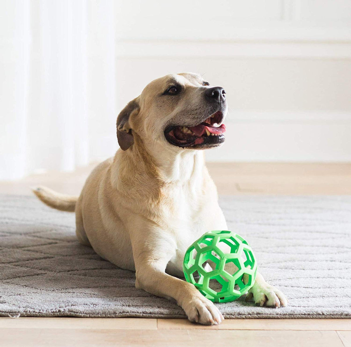 JW HOL-EE ROLLER TRAIT D'ORIGINATION DISSENSION DIG BALL - HARD NATUREL Rubber - Couleurs assorties