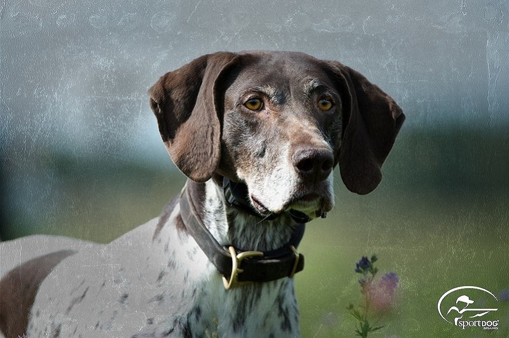 SportDOG Brand SportHunter Family Remote Trainers - Including New X-Series - Waterproof, Rechargeable Dog Training Collars with Shock, Vibrate, and Tone - Up to 1 Mile Range
