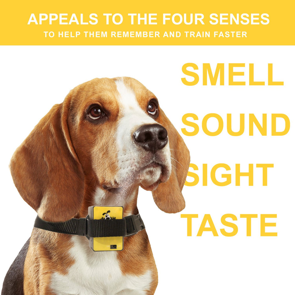 Downtown Pet Supply Citronella No Bark Automatic Spray, Humane No Shock Collar, Anti-bark with Advanced Bark Detection (Collar and Citronella Cans Available)