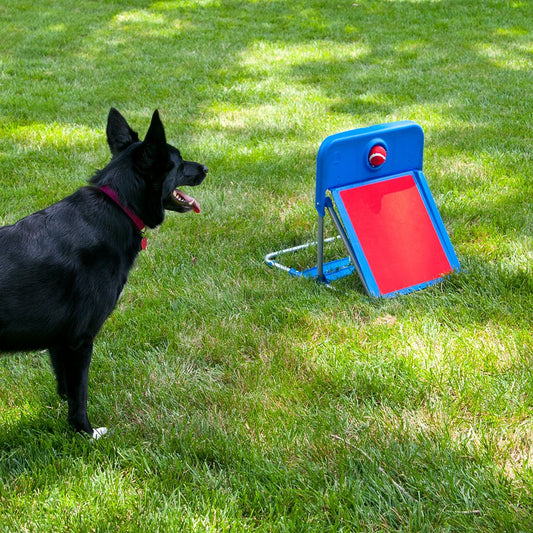 Agility Fly Ball Fly Ball