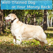 PetSpy P620 Dog Training Shock Collar for Dogs with Vibration, Electric Shock, Beep; Rechargeable and Waterproof Remote Trainer E-Collar - 10-120 lbs