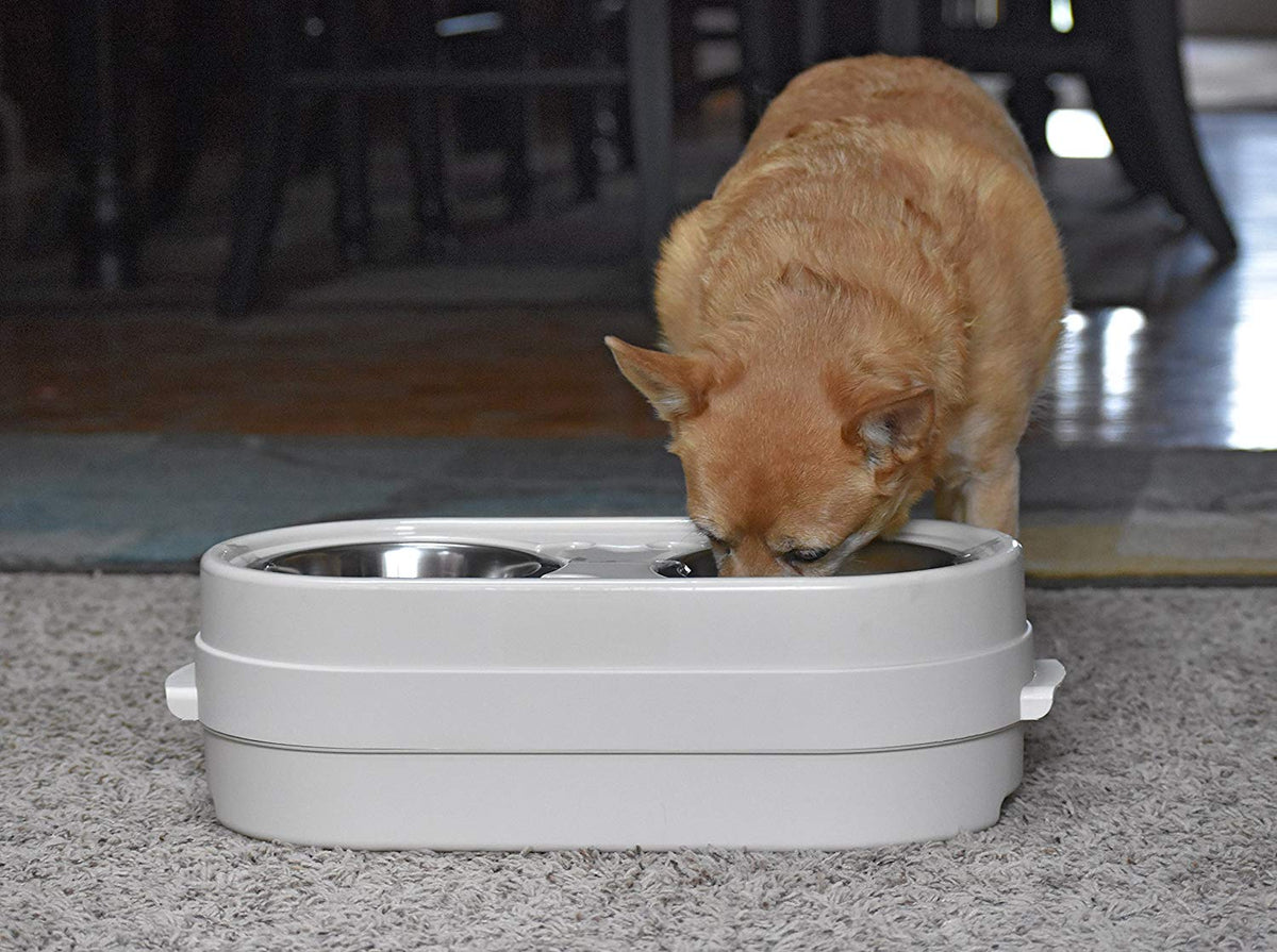 Notre magasin d'animaux de compagnie-n - Feed Adjudable Soured Dog Bowl Feeder