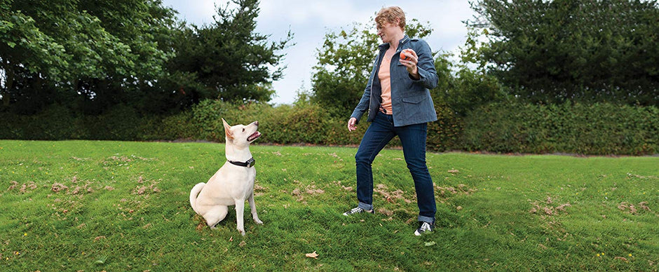 PetSafe Elite Big Dog Spray Bark Collar