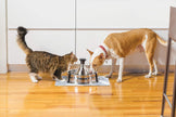 PetSafe Drinkwell 360 Multi-Pet Stainless Steel Dog and Cat Fountain, Filtered Water, 128 oz. Water Capacity