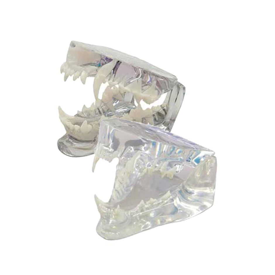 Jaw Model - Canine & Feline - Clear