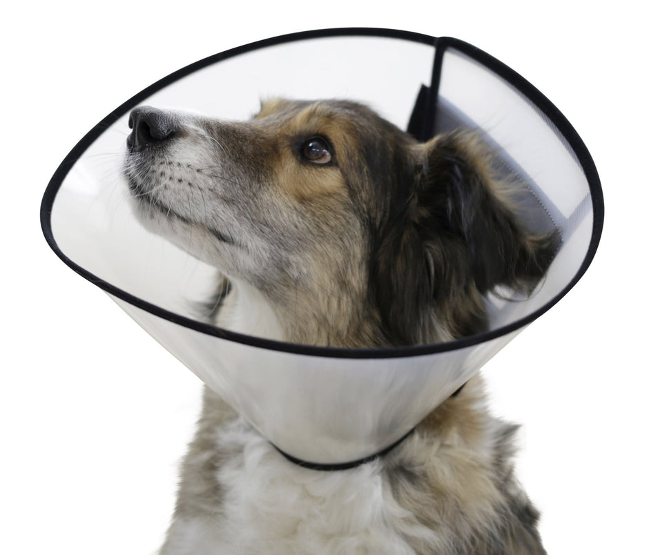 Elizabethan Collar