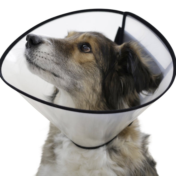 Elizabethan Collar